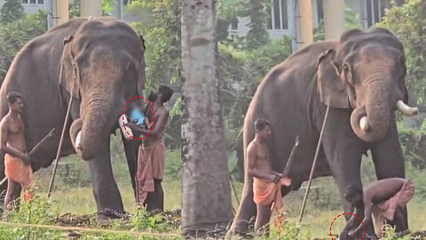 കുഞ്ഞിനെ തുമ്പിക്കയ്യിൽ ഇരുത്താൻ നോക്കുന്നു