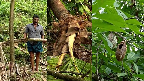 വന്യജീവി ആക്രമണത്തിൽ നശിച്ച വിളകൾ 