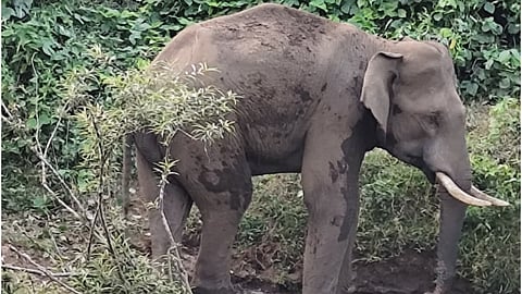 Wild elephant