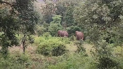 Wild Elephant Attack- Jharkhand 
