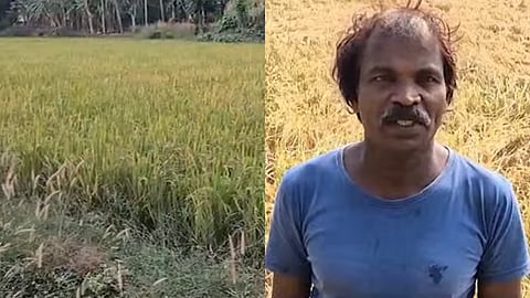 വിളയൂരിൽ ഇനി ജീരകശാലയും വിളയും; വിളഞ്ഞത് ആലംങ്ങാട്ടുകുഴി ഹനീഫയുടെ കൃഷിയിടത്തിൽ 
