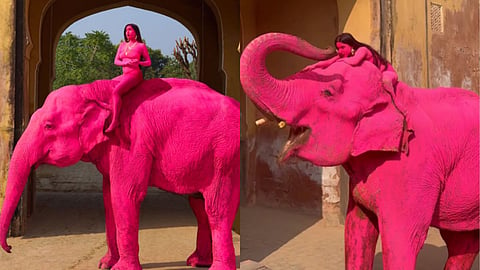 elephant