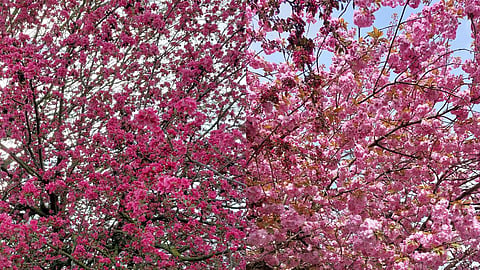 Cherry blossom