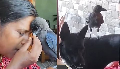 വളര്‍ത്തു നായ്ക്കളായ ടോമിയുടെയും ലൂയിയുടെയും ഉറ്റ ചങ്ങാതി; രാജി വിളിച്ചാല്‍ പറന്നെത്തും; കൗതുകമായി കാക്ക | വീഡിയോ