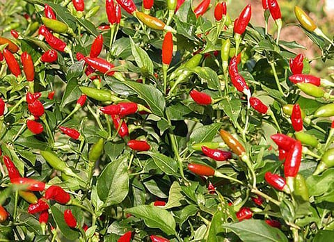 Vegetables to avoid in summer