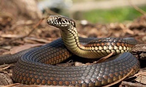 Snake 
