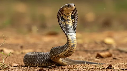 പ്രതീകാത്മക ചിത്രം 