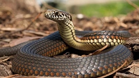 Snake 