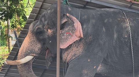 ആനക്കലിയിൽ ഒരു ജീവൻ കൂടി; പാപ്പാനെ ചവിട്ടിക്കൊന്നത് 
കൂടൽമാണിക്യം ക്ഷേത്രത്തിൽ 
ഉത്സവത്തിനെത്തിച്ച ആന