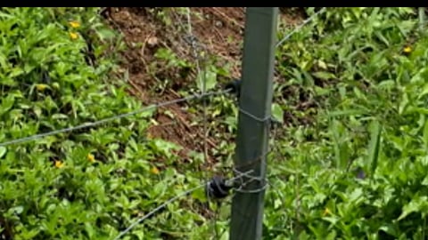Fencing to repel wild elephants is covered in forest