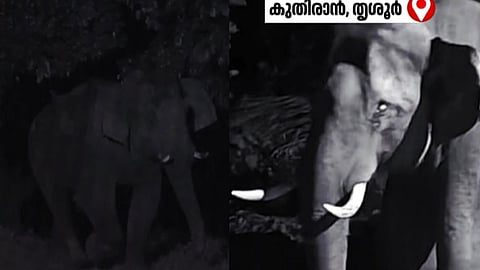 "ഒരു രക്ഷയും ഇല്ല"; കുതിരാനിൽ വീണ്ടും കാട്ടാനശല്യം രൂക്ഷം