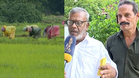 "കർഷകരെ സർക്കാർ സംരക്ഷിക്കണം"; യുഡിഎഫ് സർക്കാരിൽ പ്രതീക്ഷയർപ്പിച്ച് നെൽക്കർഷകർ 