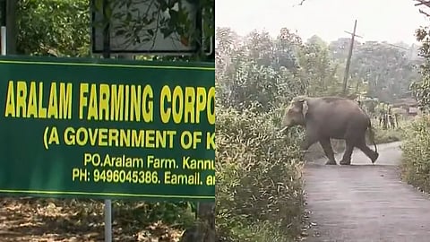 ആറളത്തെ പുനരധിവാസ മേഖലയിൽ ആവശ്യങ്ങളേറെ; യുഡിഎഫ് സർക്കാരിൽ പ്രതീക്ഷ വച്ച് ജനങ്ങൾ