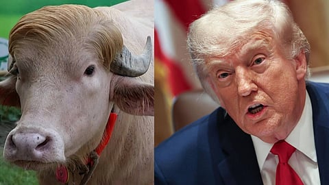 Donald Trump' Buffalo Spared From Eid Sacrifice, Moved To Bangladesh Zoo