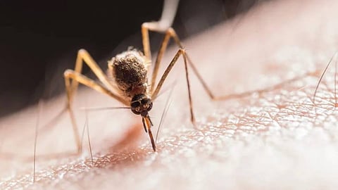 West Nile fever; One death in Ernakulam district
