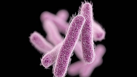 Shigella is not present in Thiruvananthapuram either