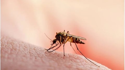 കോഴിക്കോട് ഒരാൾക്ക് മലേറിയ; രോഗബാധ മധ്യപ്രദേശിൽ നിന്ന് വന്ന അതിഥി തൊഴിലാളിക്ക്