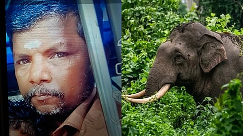 വീണ്ടും കാട്ടാനക്കലി! മറയൂരിൽ മുരുകൻ്റെ മരണം കാട്ടാന ആക്രമണത്തിൽ തന്നെയെന്ന് പ്രാഥമിക പോസ്റ്റുമോർട്ടം റിപ്പോർട്ട്