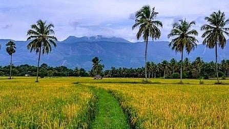 കാലവർഷം ചതിച്ചു..! ദുരിതത്തിലായി പാലക്കാട്ടെ നെൽകർഷകർ; ഒന്നാംവിള കൃഷിയും താളംതെറ്റി