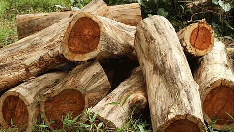 Forest Department takes swift action following the return of the charge sheet in the Muttil tree-felling case
