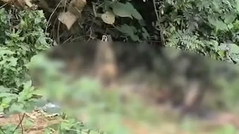 പതിനെട്ടുകാരിയെ കഴുത്തുഞെരിച്ച് കൊന്ന് പെട്രോളൊഴിച്ച് കത്തിച്ചു;  19-കാരൻ പിടിയിൽ