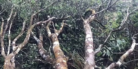 വയനാട്ടിൽ 20 വര്‍ഷം പഴക്കമുള്ള ചന്ദനമരം മോഷണം പോയി