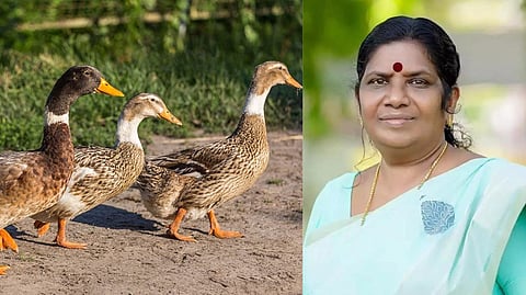 പക്ഷിപ്പനി: ആലപ്പുഴയില്‍ 2025 വരെ താറാവടക്കമുള്ള പക്ഷി വളര്‍ത്തലിന് നിരോധനം വേണ്ടിവരും: ചിഞ്ചുറാണി