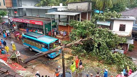 എടവണ്ണപ്പാറയിൽ ബസ്സിന് മുന്നിൽ മരം വീണ് അപകടം
