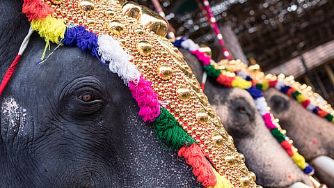 ഉത്സവകാലത്തെ ആനയെഴുന്നള്ളിപ്പ്: കൃത്യമായ മാർഗനിർദേശങ്ങൾ പുറത്തിറക്കണമെന്ന്  സർക്കാരിനോട് ഹൈക്കോടതി