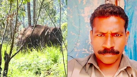 ചിന്നക്കനാലിൽ വീണ്ടും കാട്ടാന ആക്രമണം; ആദിവാസി യുവാവിന് ദാരുണാന്ത്യം