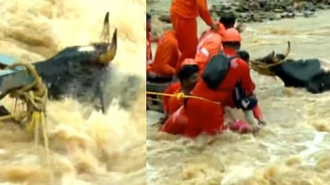 വയനാട് പുന്നപ്പുഴയിലെ പ്രതീക്ഷയുടെ കാഴ്‌ച;
മലവെള്ളപ്പാച്ചിലിൽ പെട്ട പശുവിനെ അതിസാഹസികമായി രക്ഷപ്പെടുത്തി ഫയർഫോഴ്‌സ്