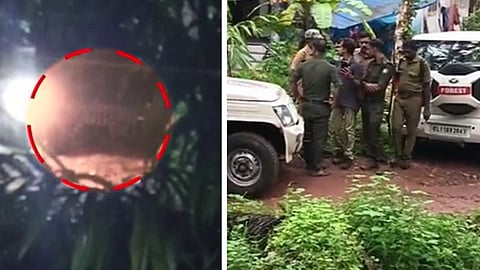 അത്തോളിയിൽ കണ്ടത് കടുവ? സാധ്യത തള്ളാതെ വനം വകുപ്പ്; ഒരു കിലോമീറ്റർ ചുറ്റളവിൽ ക്യാമറകൾ സ്ഥാപിച്ചു