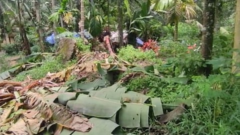 ആറ് മണി കഴിഞ്ഞാല്‍ പുറത്തിറങ്ങില്ല, സമാധാനത്തോടെ ഉറങ്ങാനുമാകുന്നില്ല; കാട്ടാന ശല്യത്തിൽ വലഞ്ഞ് ഇട്ടിച്ചുവട്ടിലെ ജനങ്ങൾ