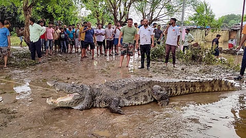 കനത്ത മഴയ്‌ക്കൊപ്പം ഗുജറാത്തിനെ വലച്ച് മുതലകൾ; 5 ദിവസത്തിനിടെ പിടികൂടിയത് 10 മുതലകളെ