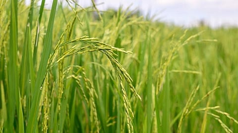 paddy