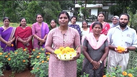 മണ്ണിൽ പൊന്നു വിളയിച്ച് കോതമംഗലം സ്വദേശികൾ; പോത്താനിക്കാടിൽ വിജയഗാഥ തീർത്തത് മഞ്ജുവും മല്ലികയും