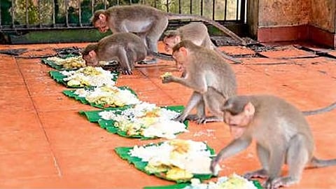 കുശാലായി ഓണമുണ്ട് വാനരന്മാർ; വൈറലായി ശാസ്താംകോട്ട ക്ഷേത്രത്തിലെ വാനരസദ്യ