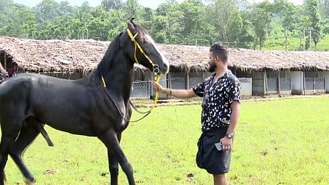 സ്റ്റഡ് ഫാം:  ദക്ഷിണേന്ത്യയിൽ  ആദ്യ സ്ഥാപനം; കുതിരകളെ പരിപാലിക്കാൻ വയനാട്  ഒരുങ്ങുന്നു