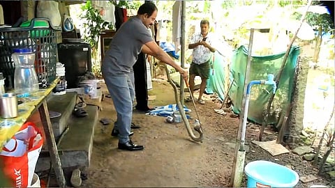 അടുക്കളയില്‍ ഒളിച്ചിരുന്ന മൂര്‍ഖന്‍; ചേരയെന്ന് കരുതി പിടിക്കാന്‍ ശ്രമിച്ച വീട്ടുകാര്‍ രക്ഷപ്പെട്ടത് അത്ഭുതകരമായി
