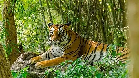 വയനാട്ടിൽ ജനവാസ മേഖലയിൽ  വീണ്ടും കടുവയിറങ്ങി,  മൂന്ന് ആടുകളെ കൊലപ്പെടുത്തി
