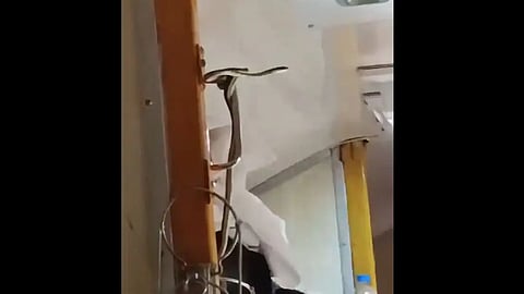 VIDEO | പാമ്പിന്‍റെ ട്രെയിന്‍ യാത്ര, ഭയന്നോടുന്ന യാത്രക്കാർ; ദൃശ്യങ്ങള്‍ വൈറല്‍
