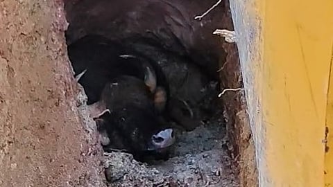 വിതുരയിൽ കിണറ്റിൽ വീണ കാട്ടുപോത്തിനെ കരയ്ക്ക് കയറ്റി; രക്ഷപ്പെടുത്തിയത് മണിക്കൂറുകൾ നീണ്ട പരിശ്രമത്തിനൊടുവിൽ