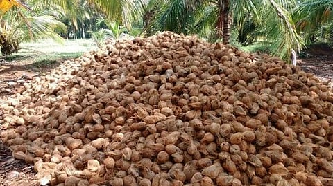 സംസ്ഥാനത്ത് തേങ്ങ വില കുതിച്ചുയരുന്നു; വെളിച്ചെണ്ണ വിലയിലും വർധന