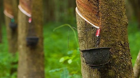 റബ്ബർ വിലയിൽ വൻ ഇടിവ്; ആശങ്കയിൽ കർഷകർ