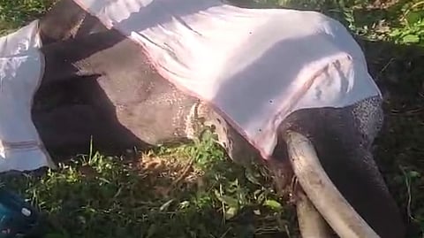 ഗജരാജന്‍ ചെറുശേരി രാജ ചരിഞ്ഞു