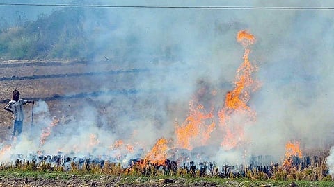 രാജ്യത്തുള്ളത് "പല്ലില്ലാത്ത" പരിസ്ഥിതി സംരക്ഷണ നിയമങ്ങൾ; കേന്ദ്ര സർക്കാരിനെതിരെ സുപ്രീം കോടതിയുടെ രൂക്ഷ വിമർശനം