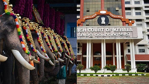 'ഇതൊന്നും ആചാരമല്ല, മനുഷ്യന്റെ വാശി'; ഉത്സവങ്ങളില്‍ ആനയെ എഴുന്നള്ളിക്കുന്നതിനെതിരെ ഹൈക്കോടതി