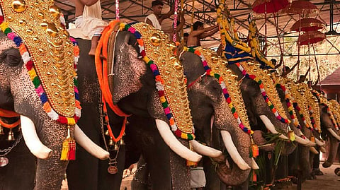 ആന എഴുന്നള്ളിപ്പുമായി ബന്ധപ്പെട്ട ഹൈക്കോടതി മാർഗരേഖ; പൂരങ്ങൾക്ക് തടസമാണെന്ന വാദത്തെ തള്ളി മൃഗസ്നേഹികള്‍