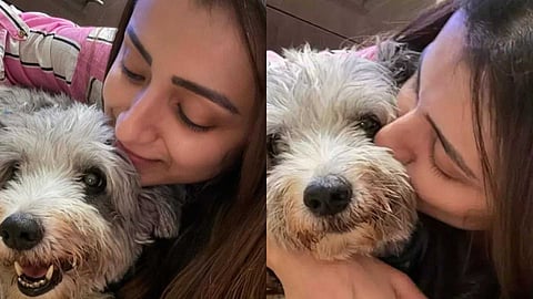 'എന്റെ മകന്‍ സോറോ ഞങ്ങളെ വിട്ടുപോയി...'; സിനിമയില്‍ നിന്നും മാറി നില്‍ക്കുന്നതായി തൃഷ