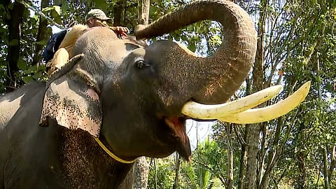 പുല്‍പ്പള്ളിയിലെ കടുവയെ പിടികൂടാന്‍ രണ്ട് കുങ്കിയാനകൾ, വിക്രമും സുരേന്ദ്രനും; തെരച്ചിൽ തുടരുന്നു